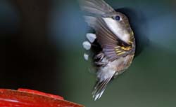 Hummingbird_6540