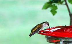 Hummingbird_6749