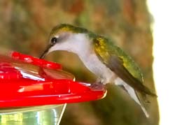 Hummingbird_6797