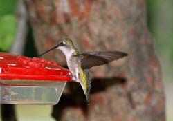 Hummingbird_8241