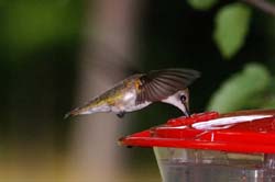 Hummingbird_8306