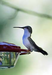 Hummingbird_9544