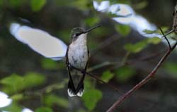 Hummingbird_9620