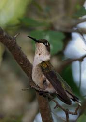 Hummingbird_9660