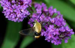 HummingbirdMoth_8935