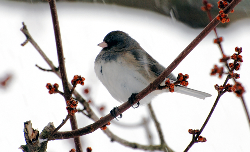 Junco_0420sm_ColdBird