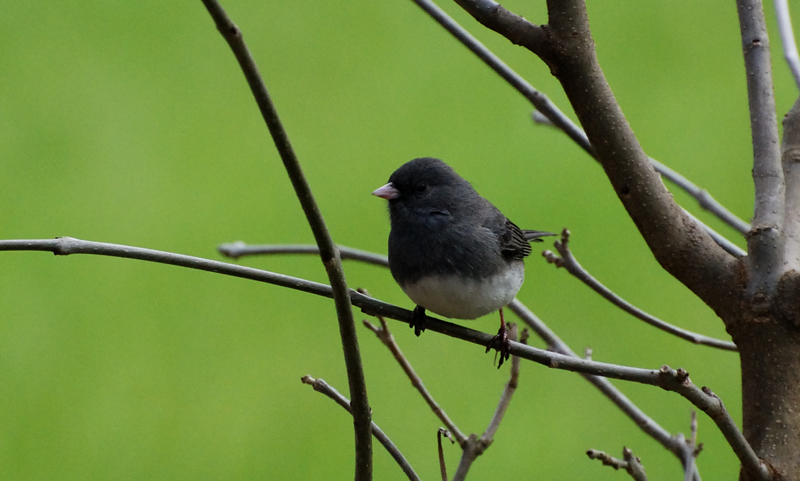 Junco_1186