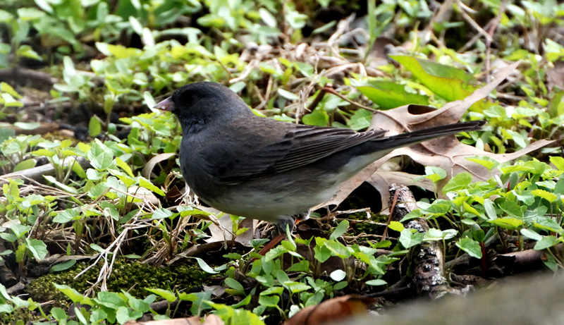 Junco_1197