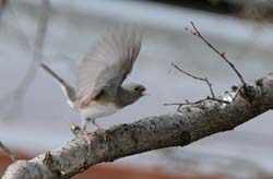 DarkEyedJunco_3270