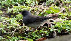 Junco_1197