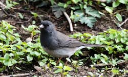 Junco_1208