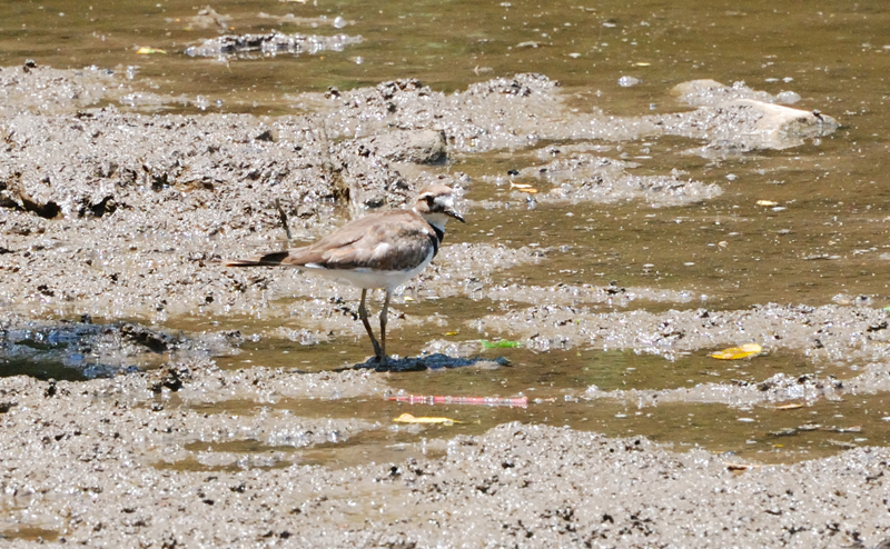 Killdeer_7237