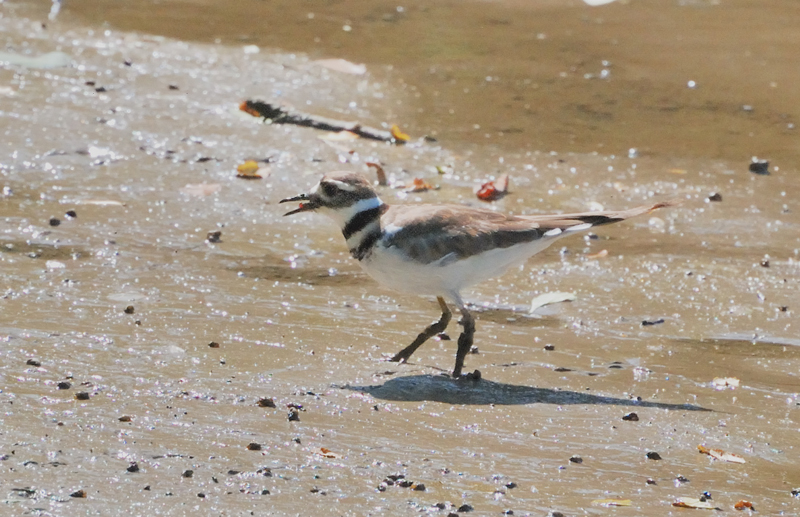 Killdeer_7740