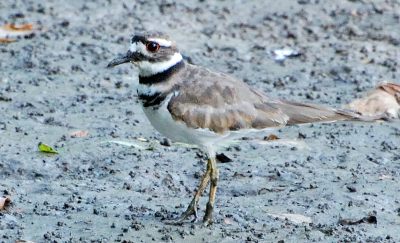 Killdeer_7933