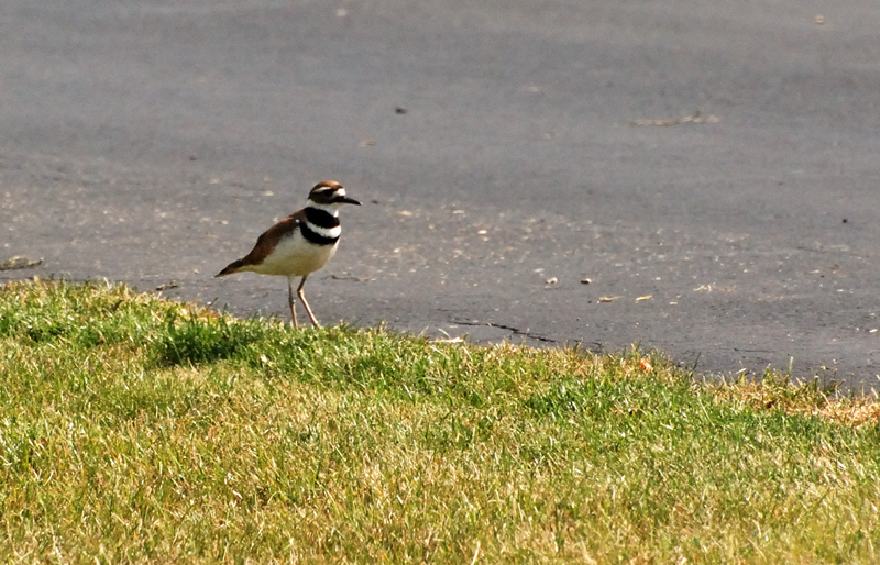 Killdeer_8829