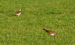 Killdeer_2114