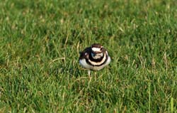 Killdeer_2138