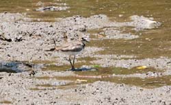 Killdeer_7237