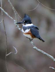 Kingfisher_6640