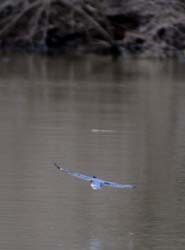 Kingfisher_6658