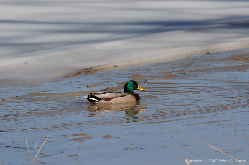 Mallard_0512