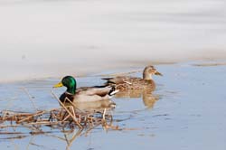 Mallard_0509