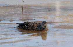 Mallard_0513