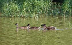 Mallard_0625