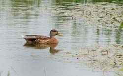 Mallard_1402