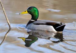 Mallard_3761