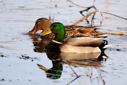 Mallard_3762