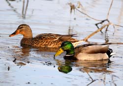 Mallard_3765