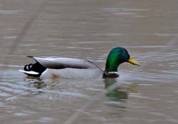 Mallard_5150