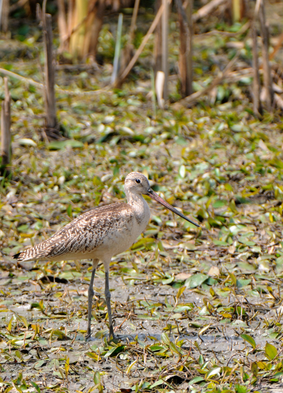 GR_MarbledGodwit_3186