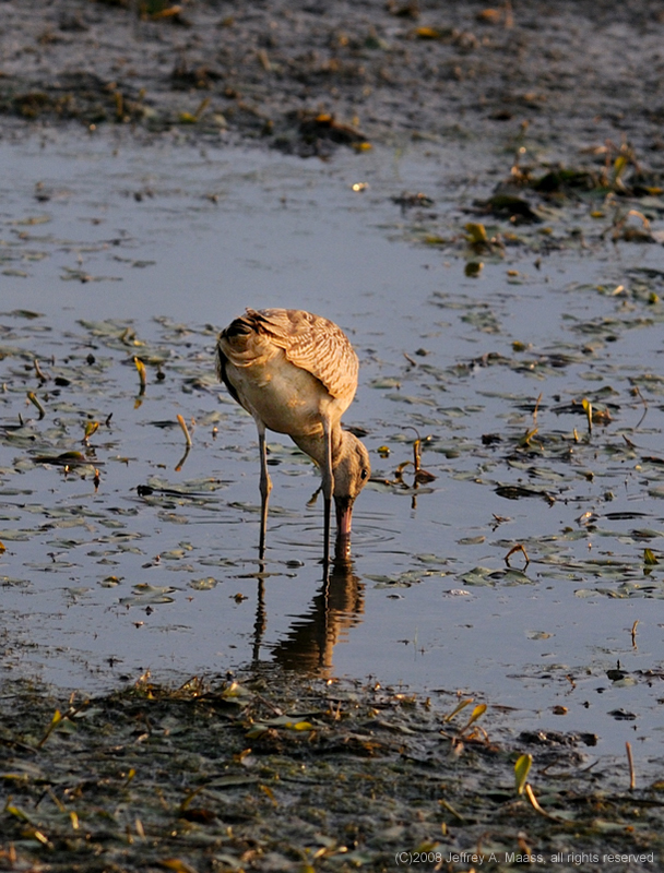 GR_MarbledGodwit_3764