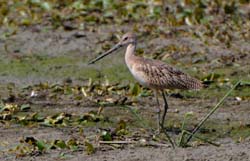 GR_MarbledGodwit_2818