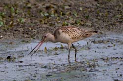 GR_MarbledGodwit_3366