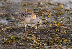 GR_MarbledGodwit_3743