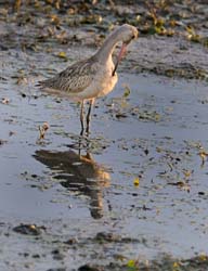 GR_MarbledGodwit_3776