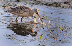 GR_MarbledGodwit_3778