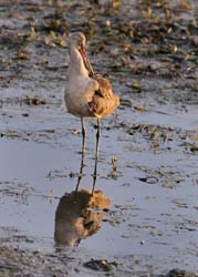 GR_MarbledGodwit_3789