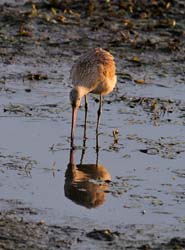 GR_MarbledGodwit_3793