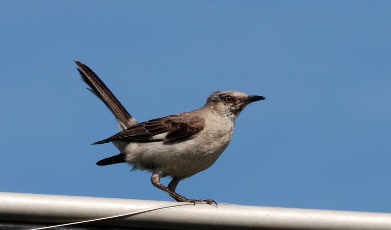 NorthernMockingbird_0830