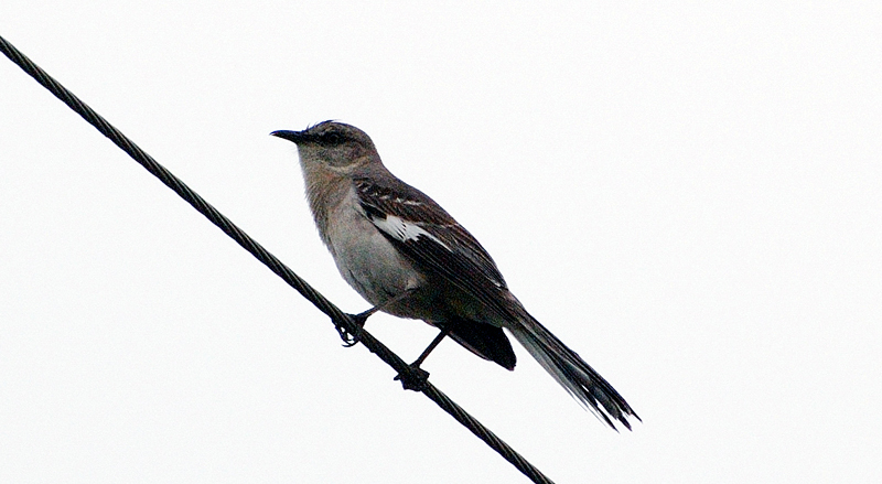 NorthernMockingbird_3761a