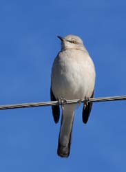 NorthernMockingbird_0733