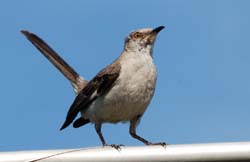 NorthernMockingbird_0822