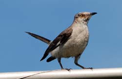 NorthernMockingbird_0825