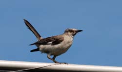 NorthernMockingbird_0830