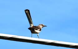 NorthernMockingbird_0844