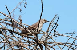 NorthernMockingbird_0851